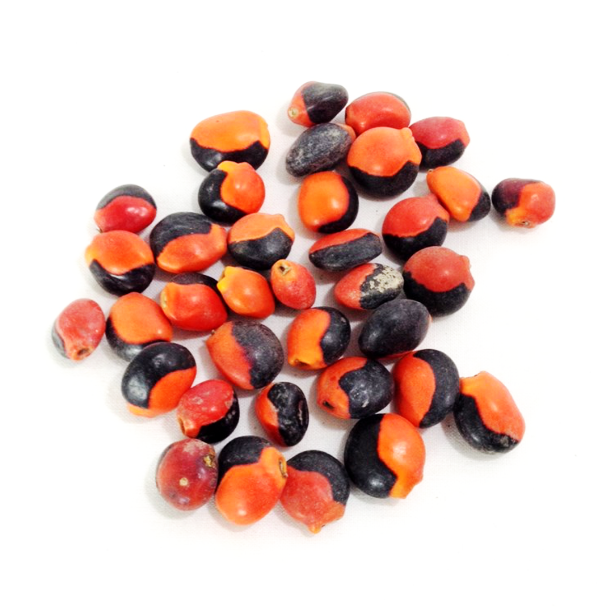 Semente Olho de Cabra