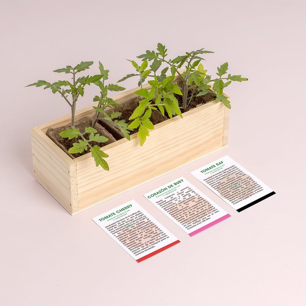 Mini Horta Tomates Resetea