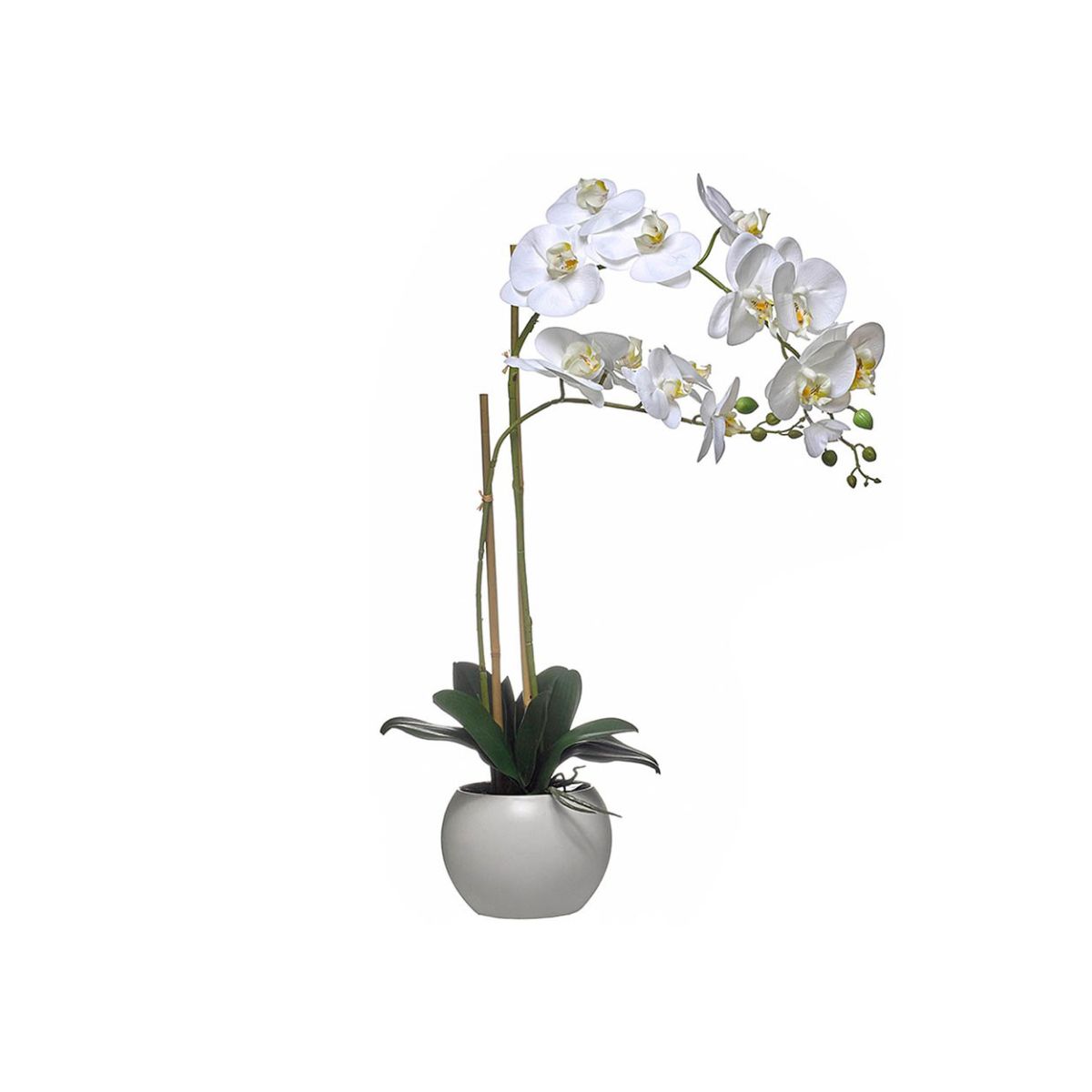 Orquídea Branca com Vaso 2 Caules