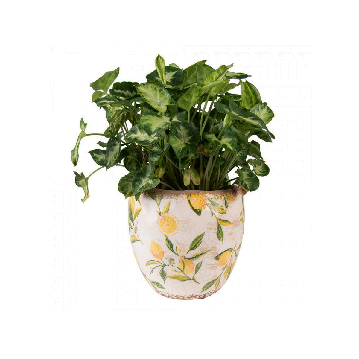 Jarrón de cara de plata